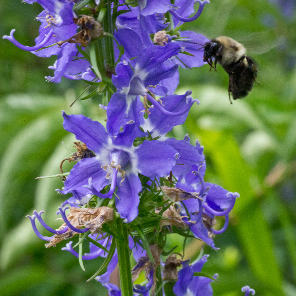 Busy Bee