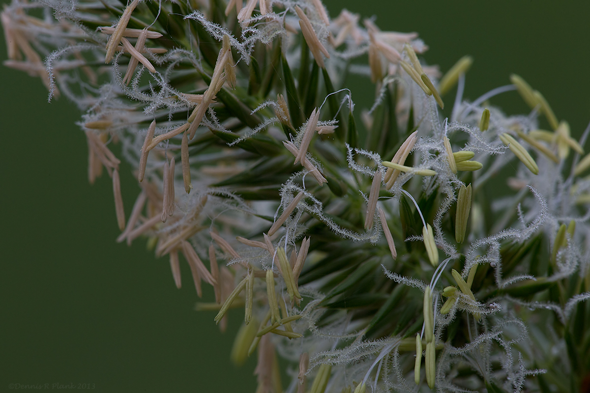 Grass Flowers