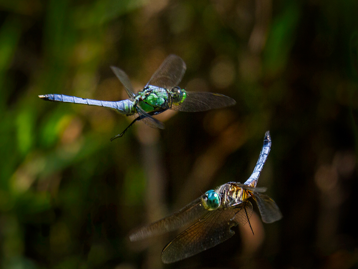 Dragonfly Species Battle