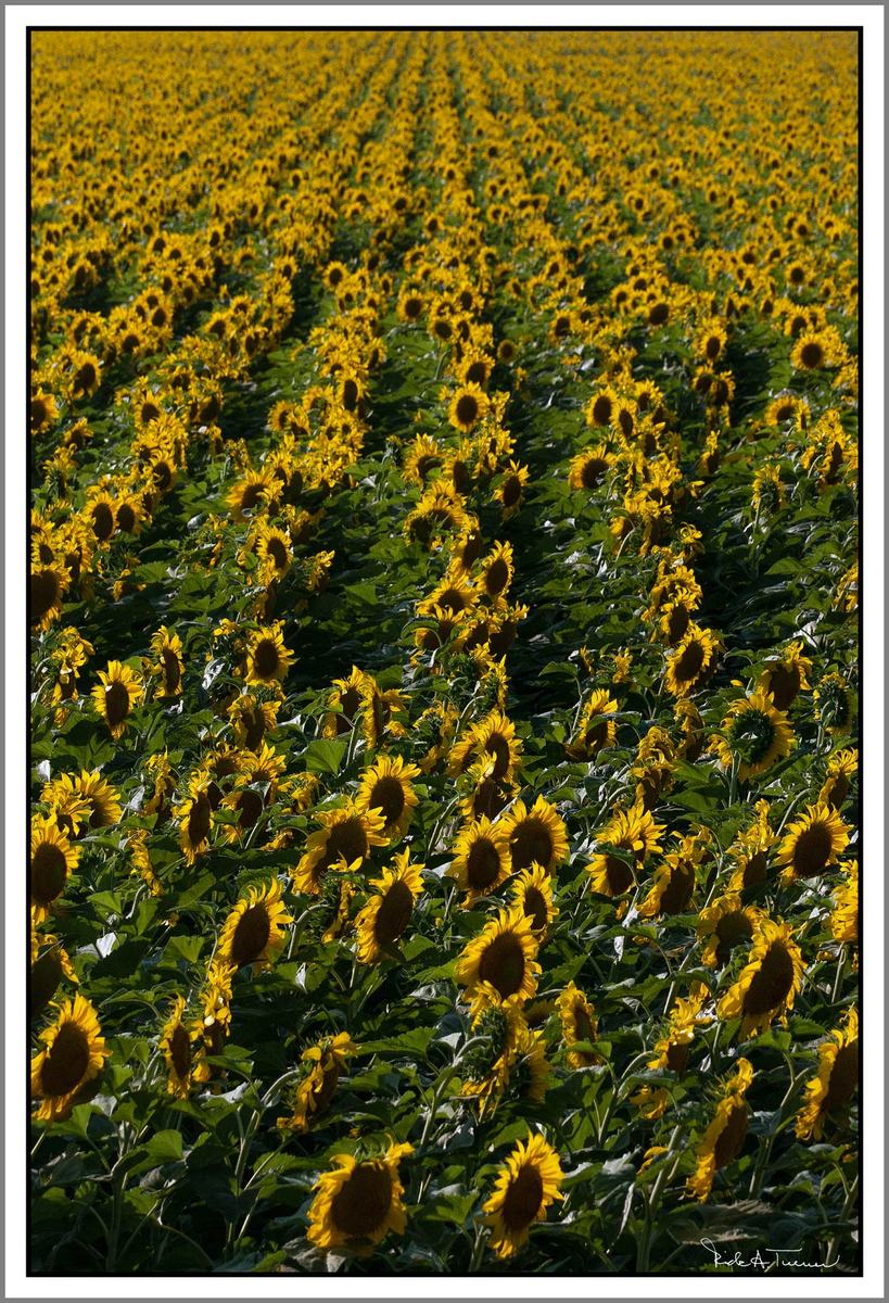Here Comes the Sun