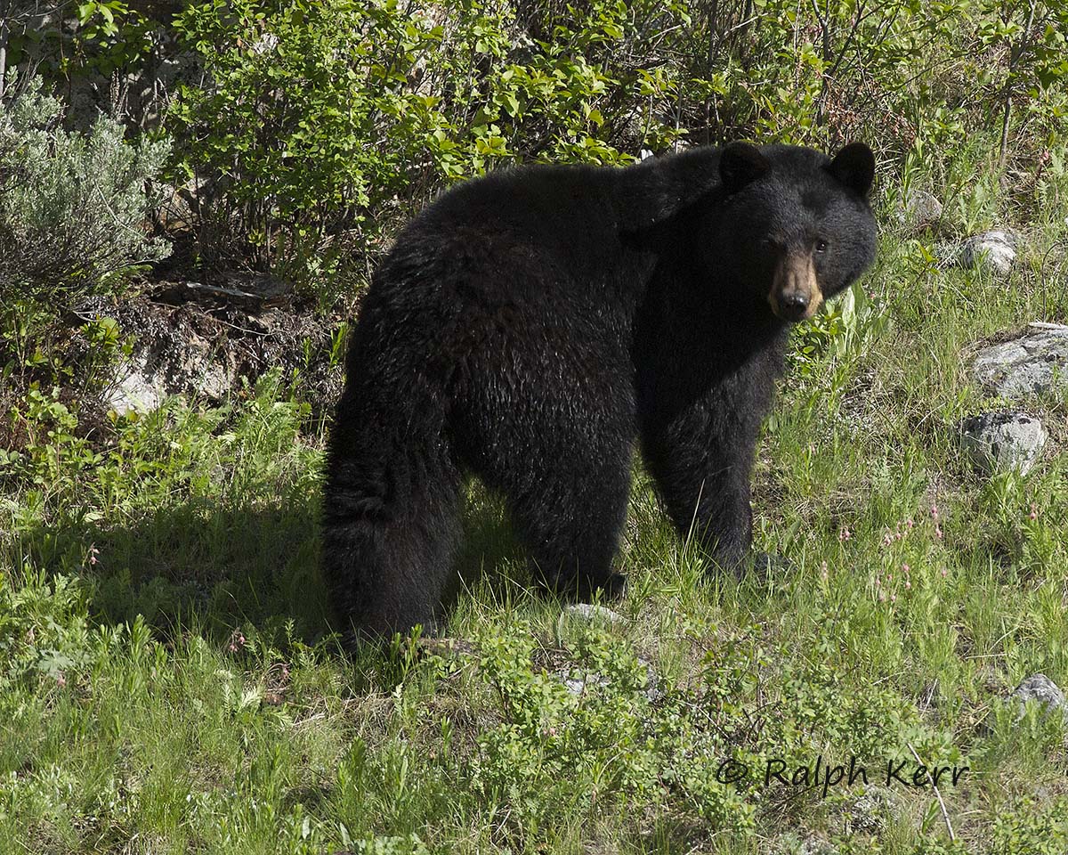 Black Bear