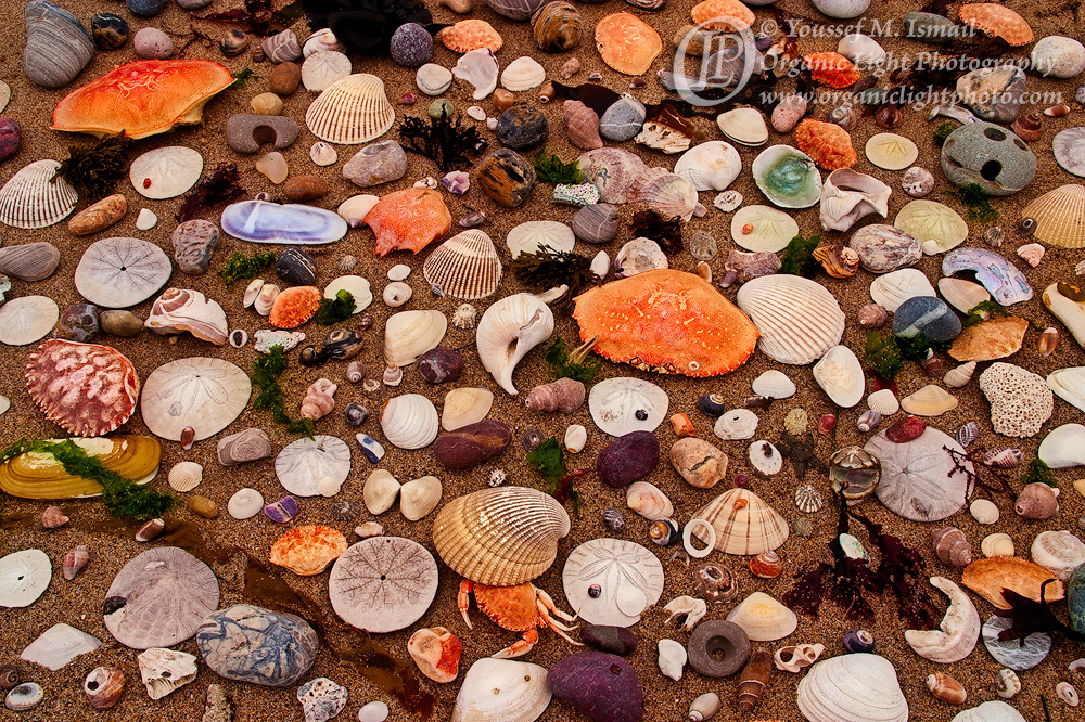 Shelltered