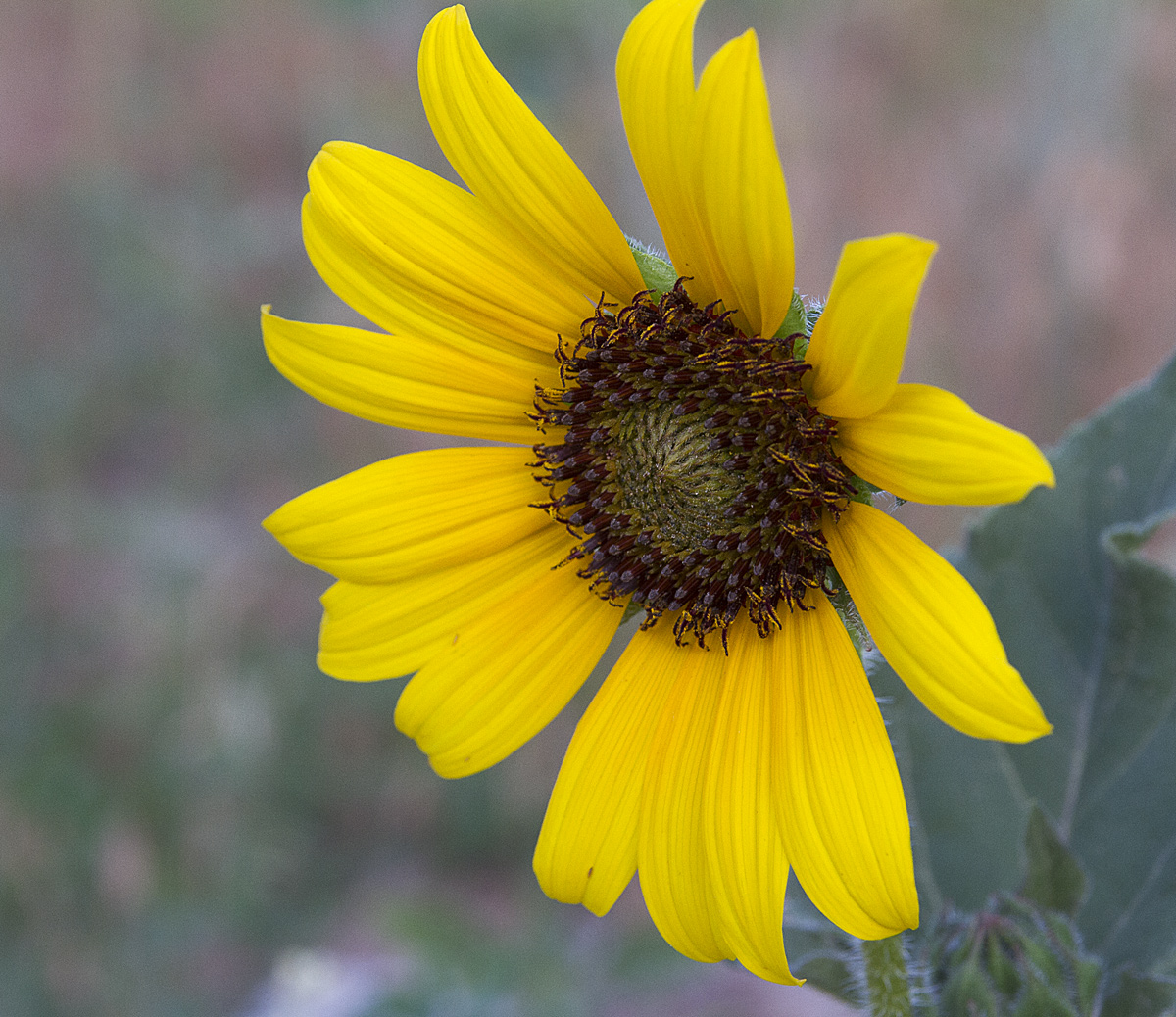 Prairie Sunflower