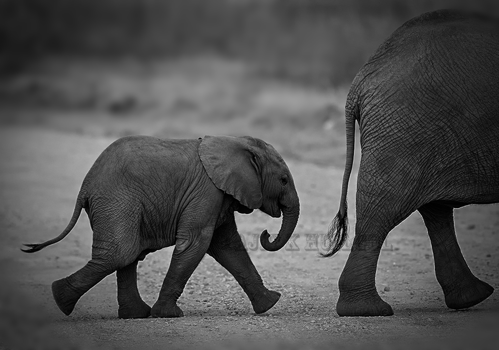 Baby elephant walk!