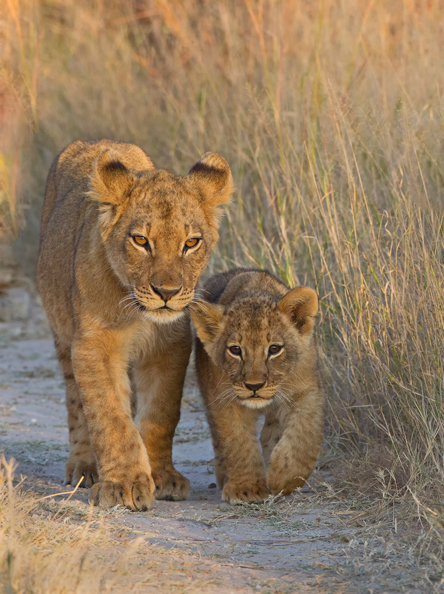  Hwange Cubs