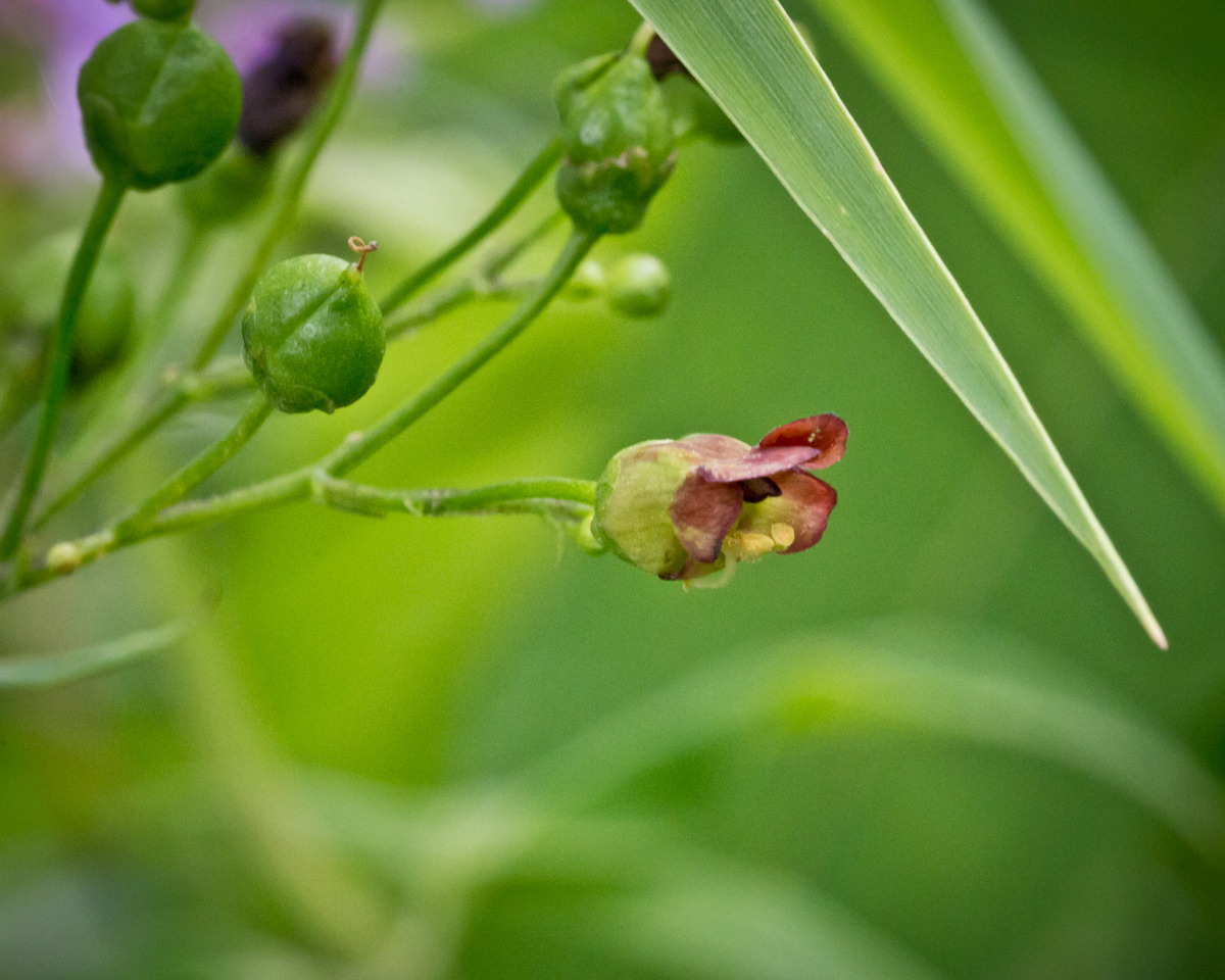 figwort