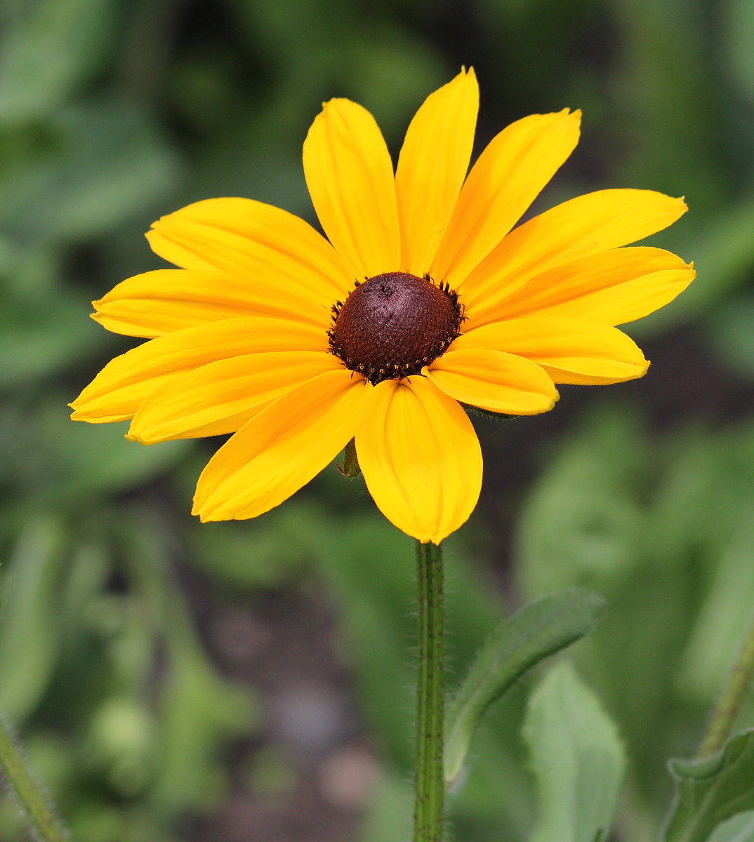 Black Eyed Susan