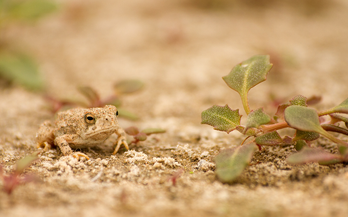 One more Frog
