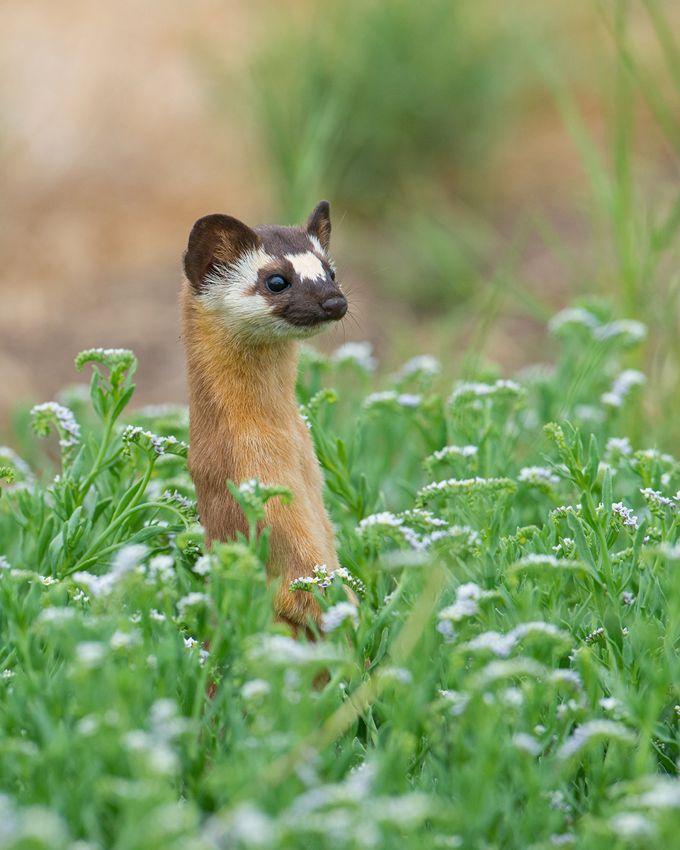 Weasel