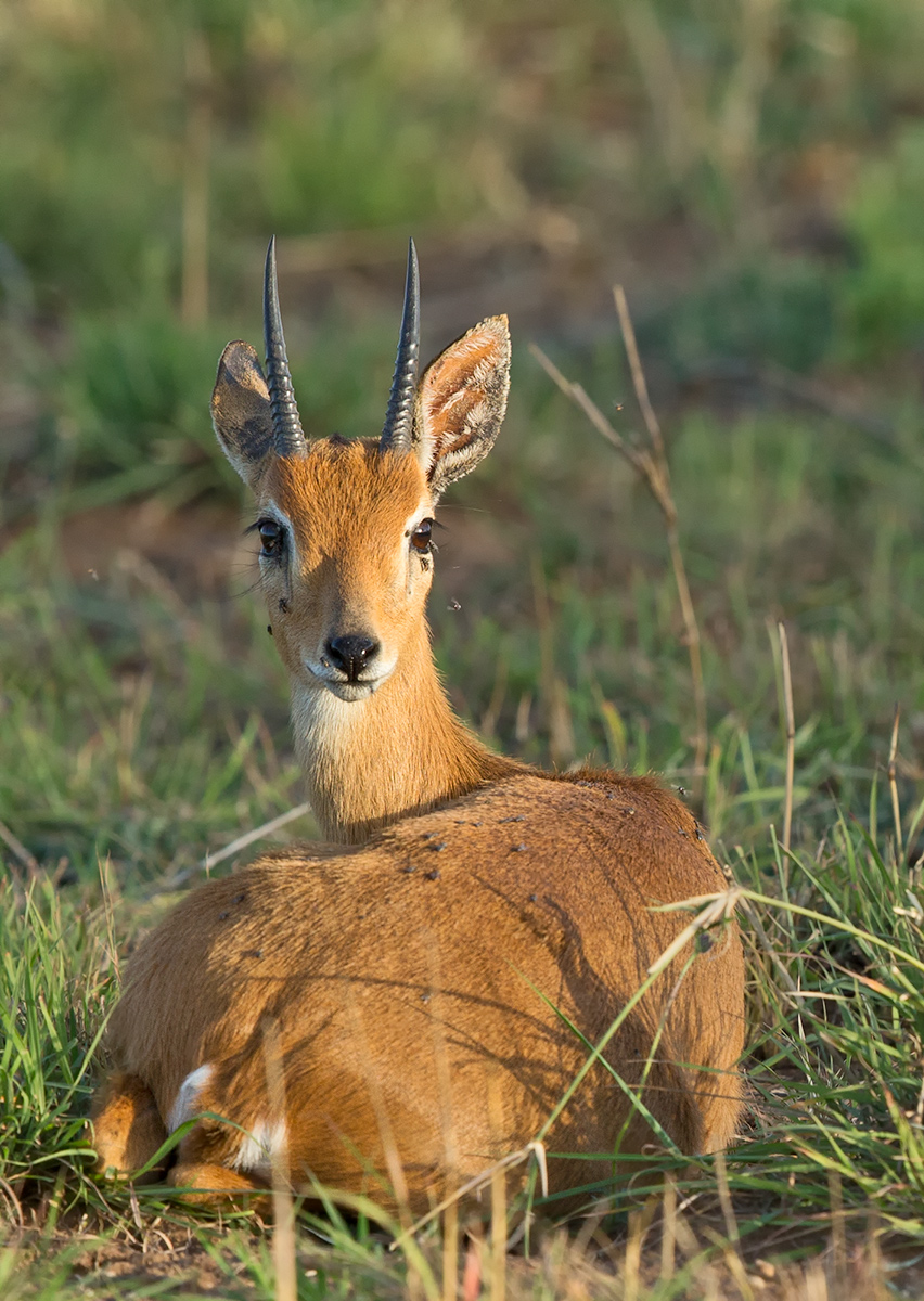 Oribi