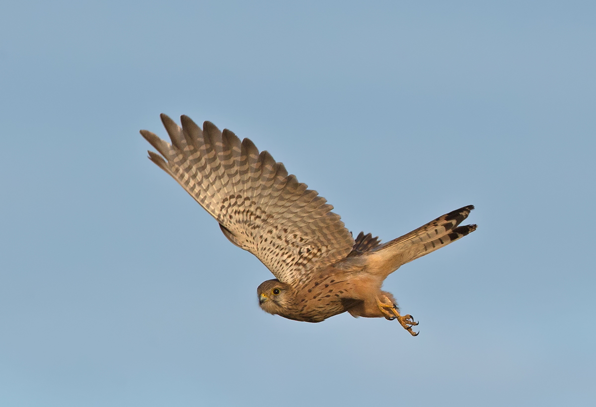 Lesser Kestrel Female