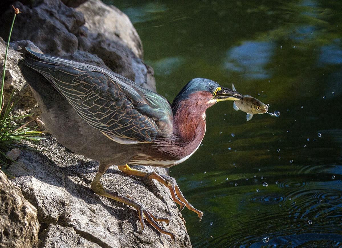 Green Heron w Fish