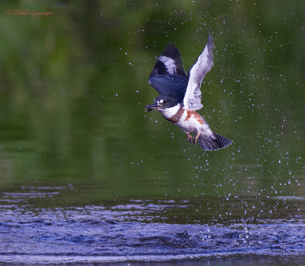 Belted Kingfisher