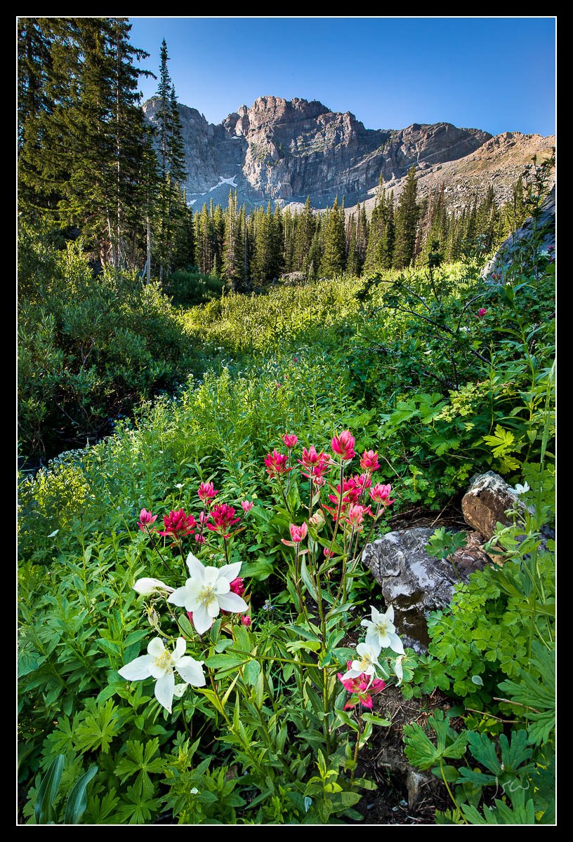 Albion Columbine
