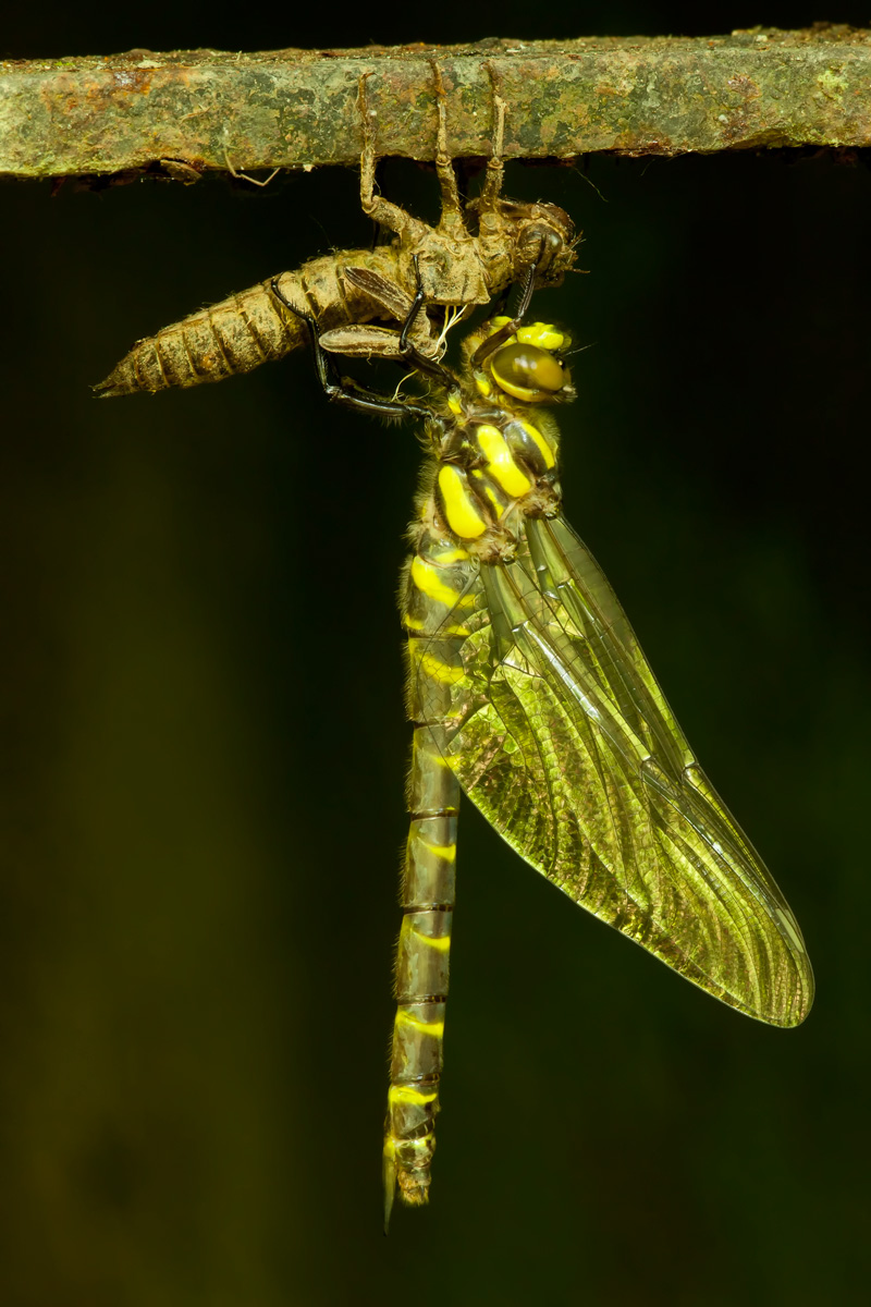 Cordulegaster boltonii