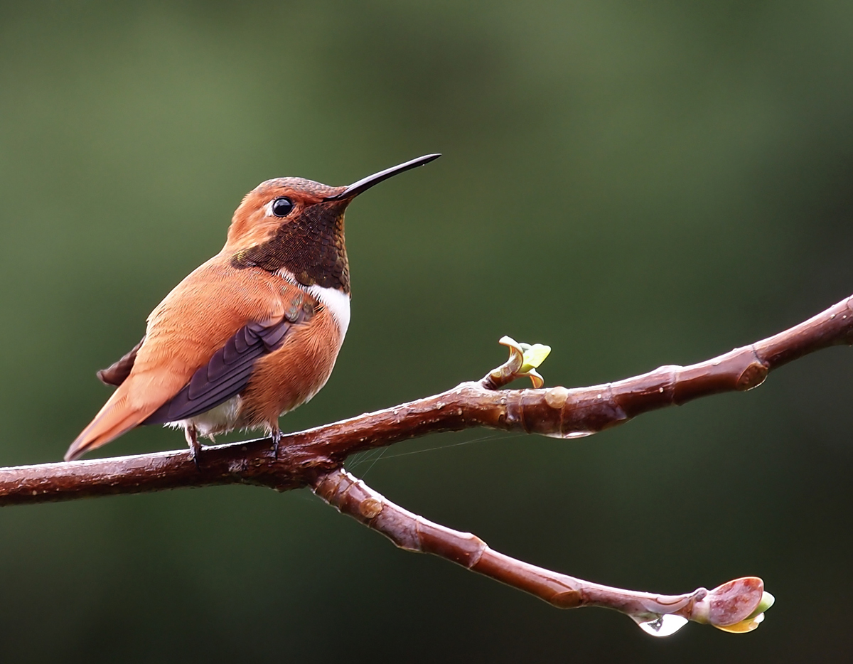 Rufous Hummingbird
