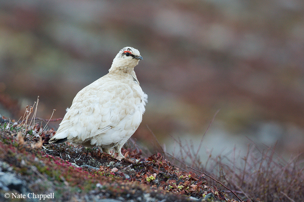 Rock Ptarmigan