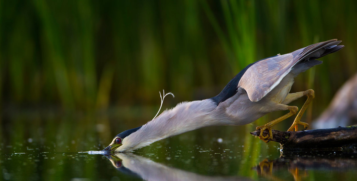 Striking attack