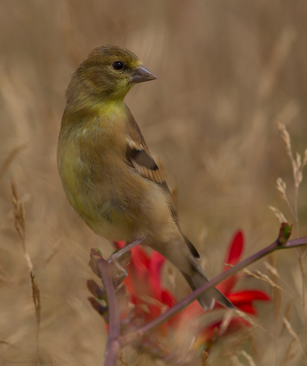 American Goldfinch