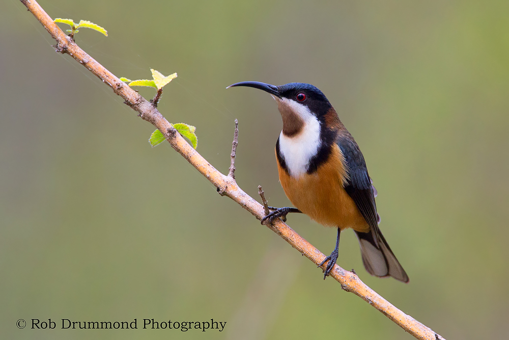 Eastern Spinebill