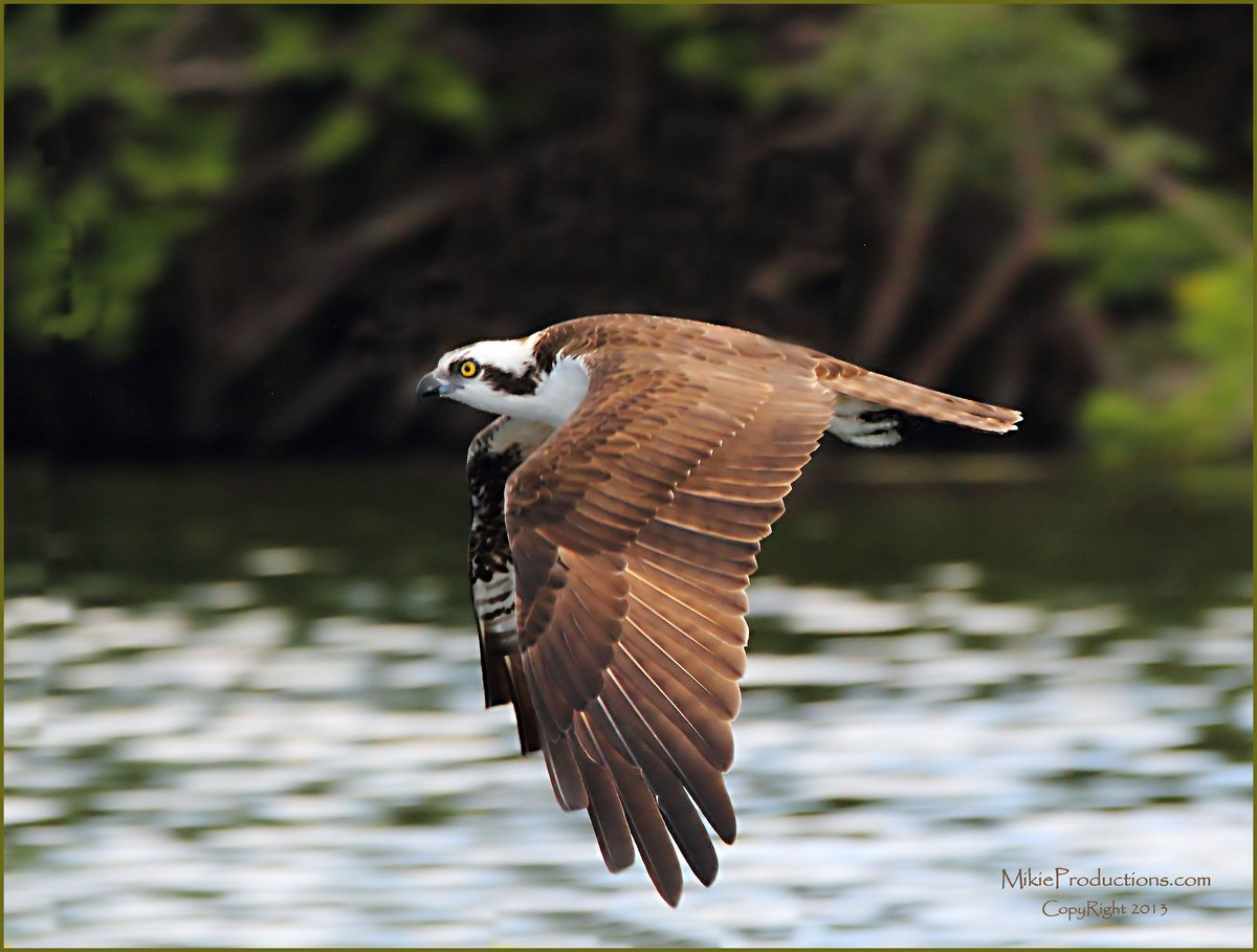 Flying with Osprey