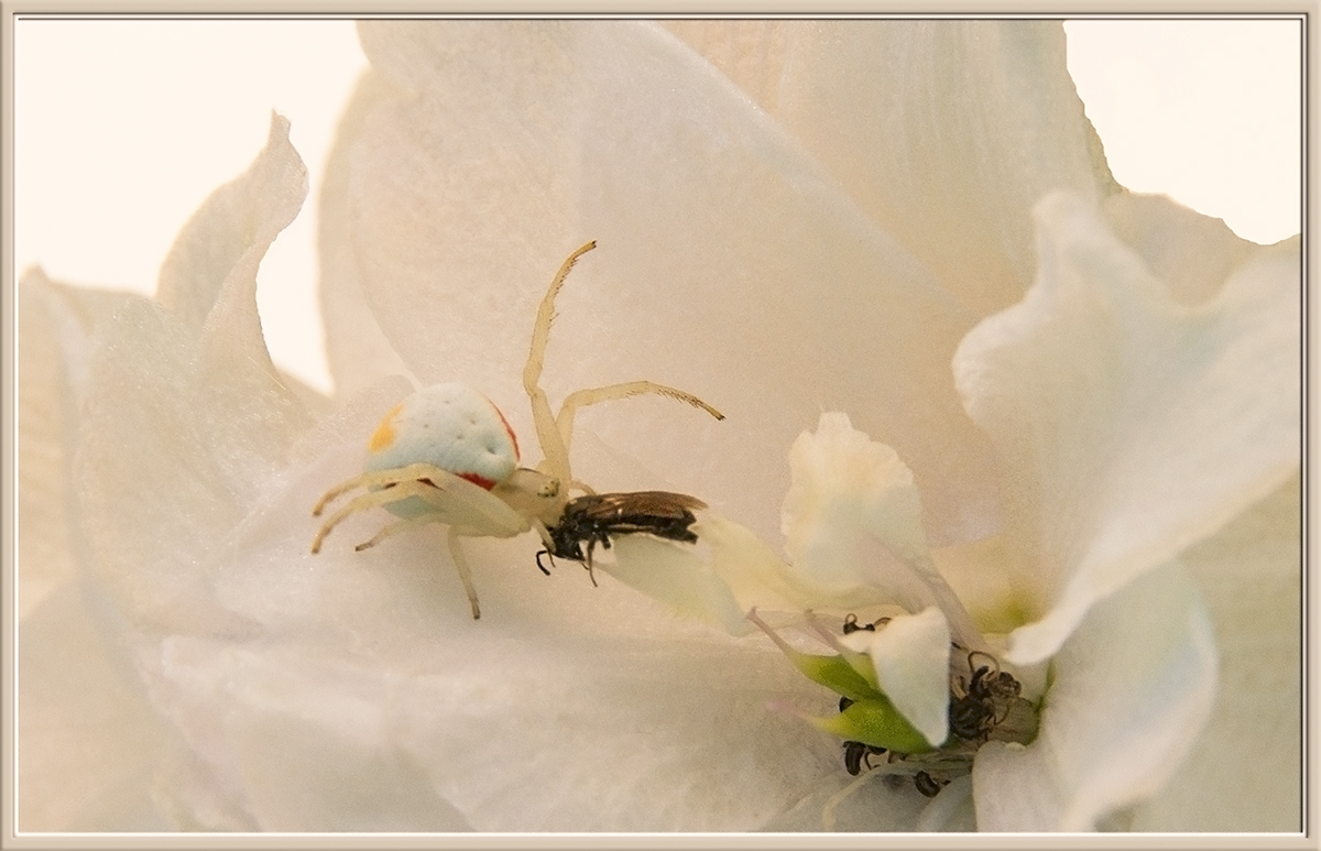 Goldenrod Spider w/Prey