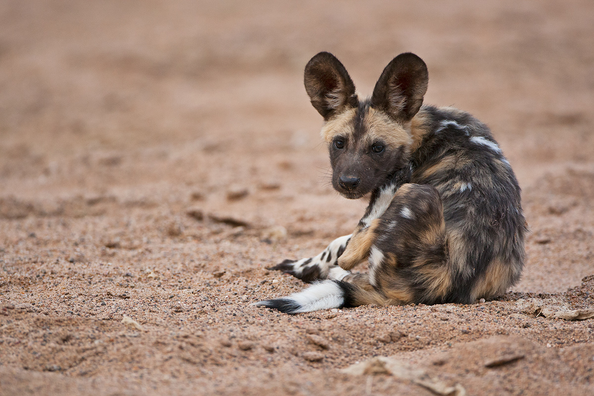 Wild Dog