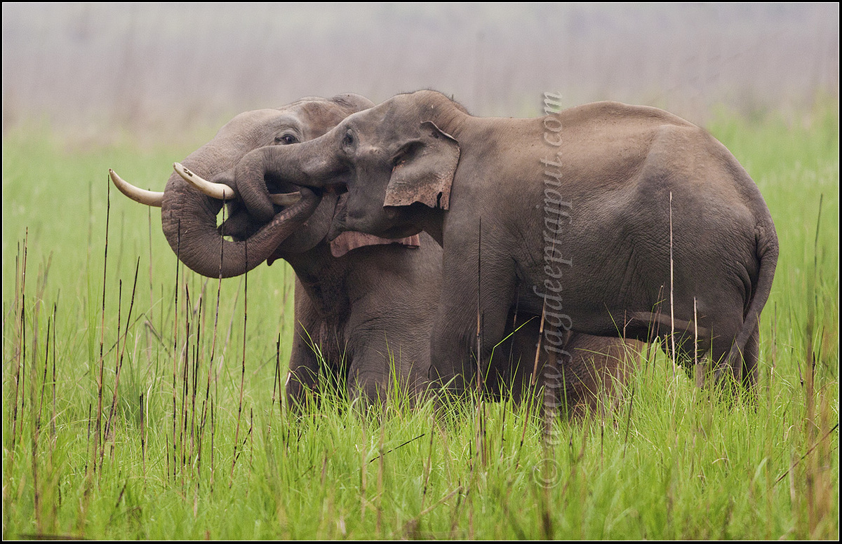 Playing in the grassland