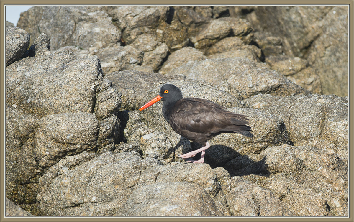 Black Oystercatcher