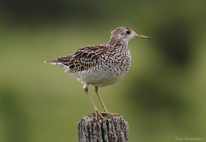 Upland Sandpiper