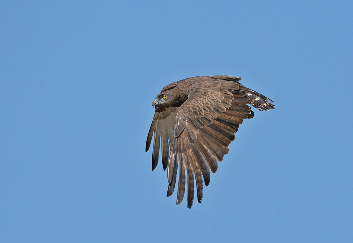 Another Brown SnakeEagle