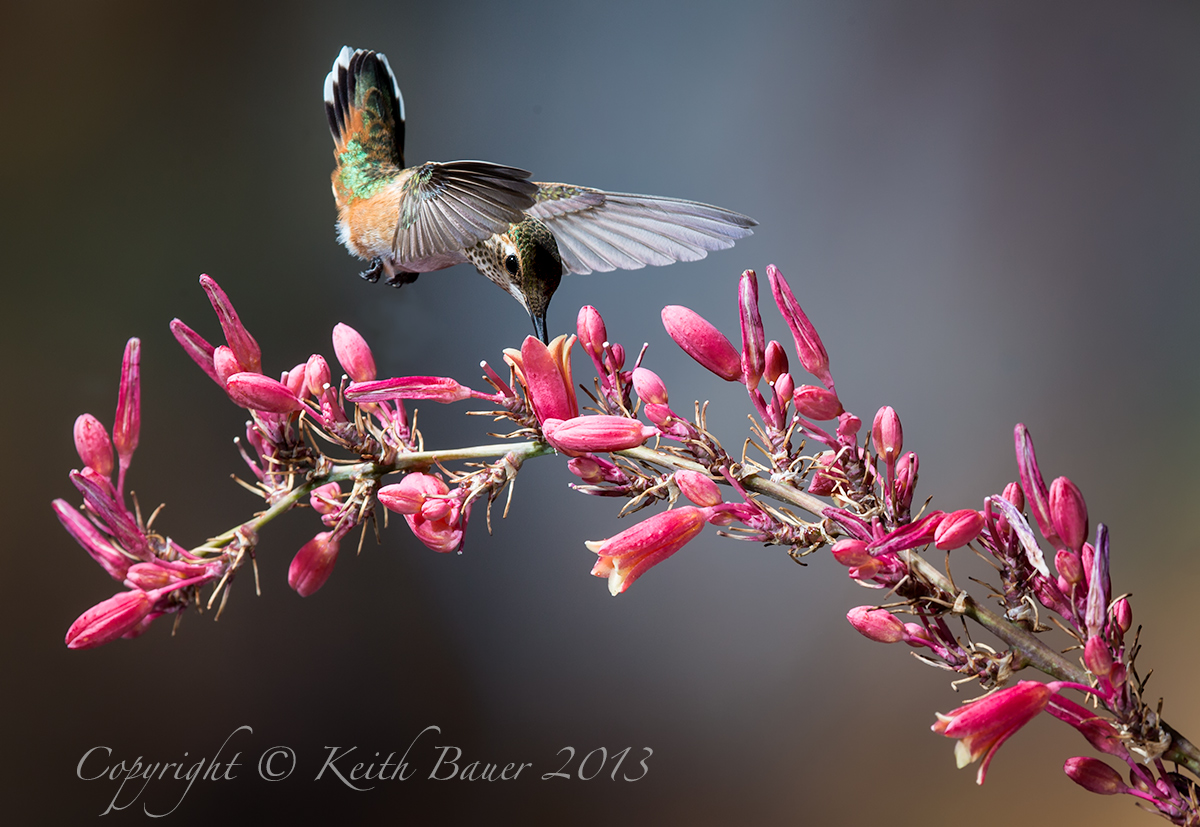 Another Hummer