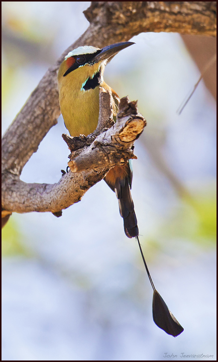 Turquoise-blue Motmot