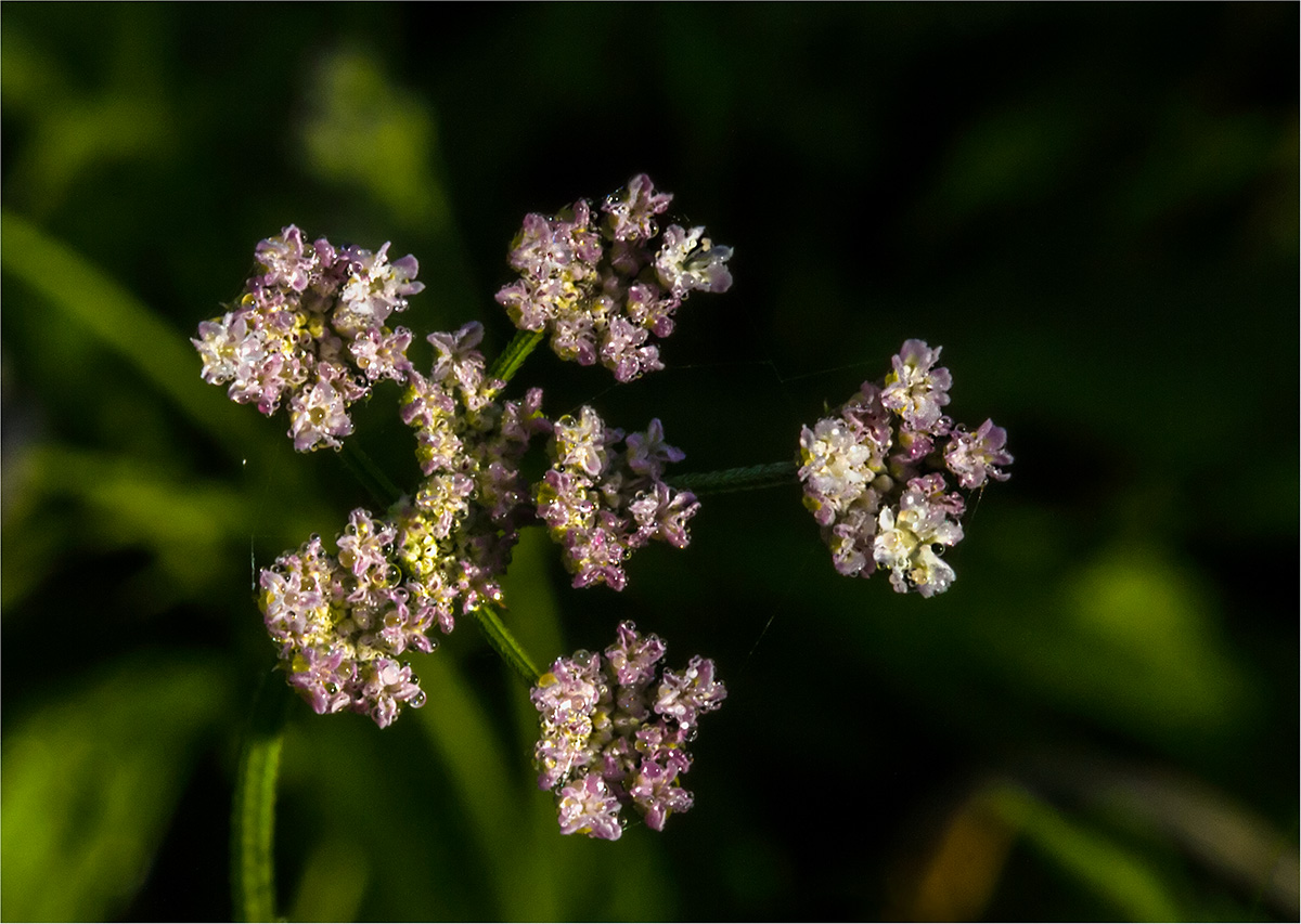 Wild Carrot Buds