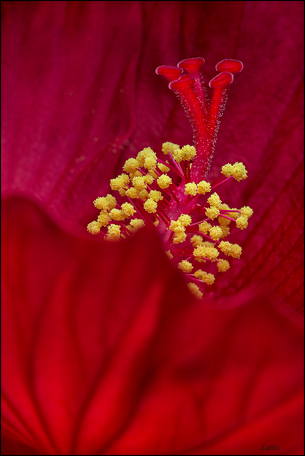 Red Hibiscus