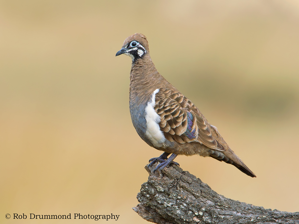 Squatter Pigeon