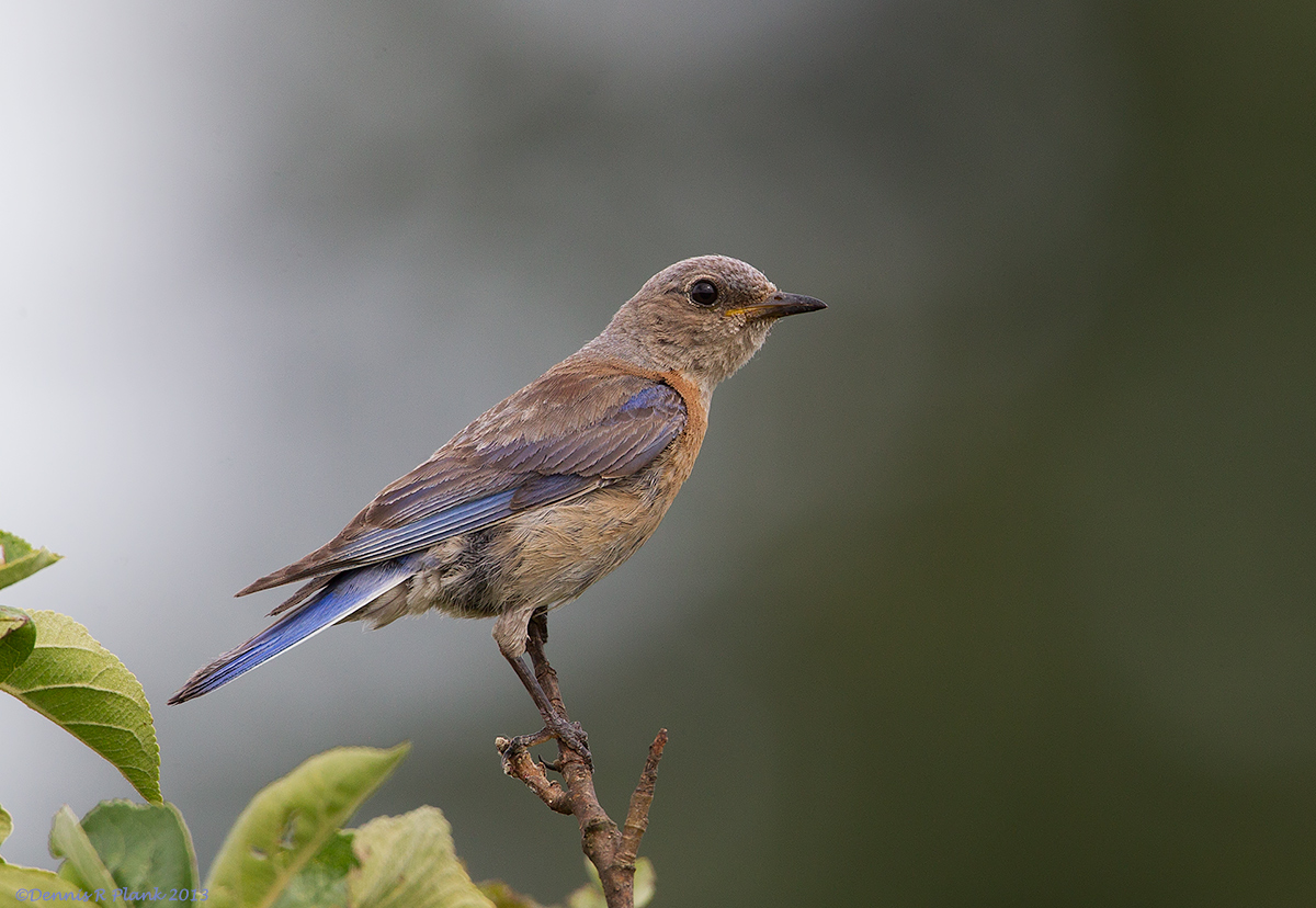 Female Western Bluebird