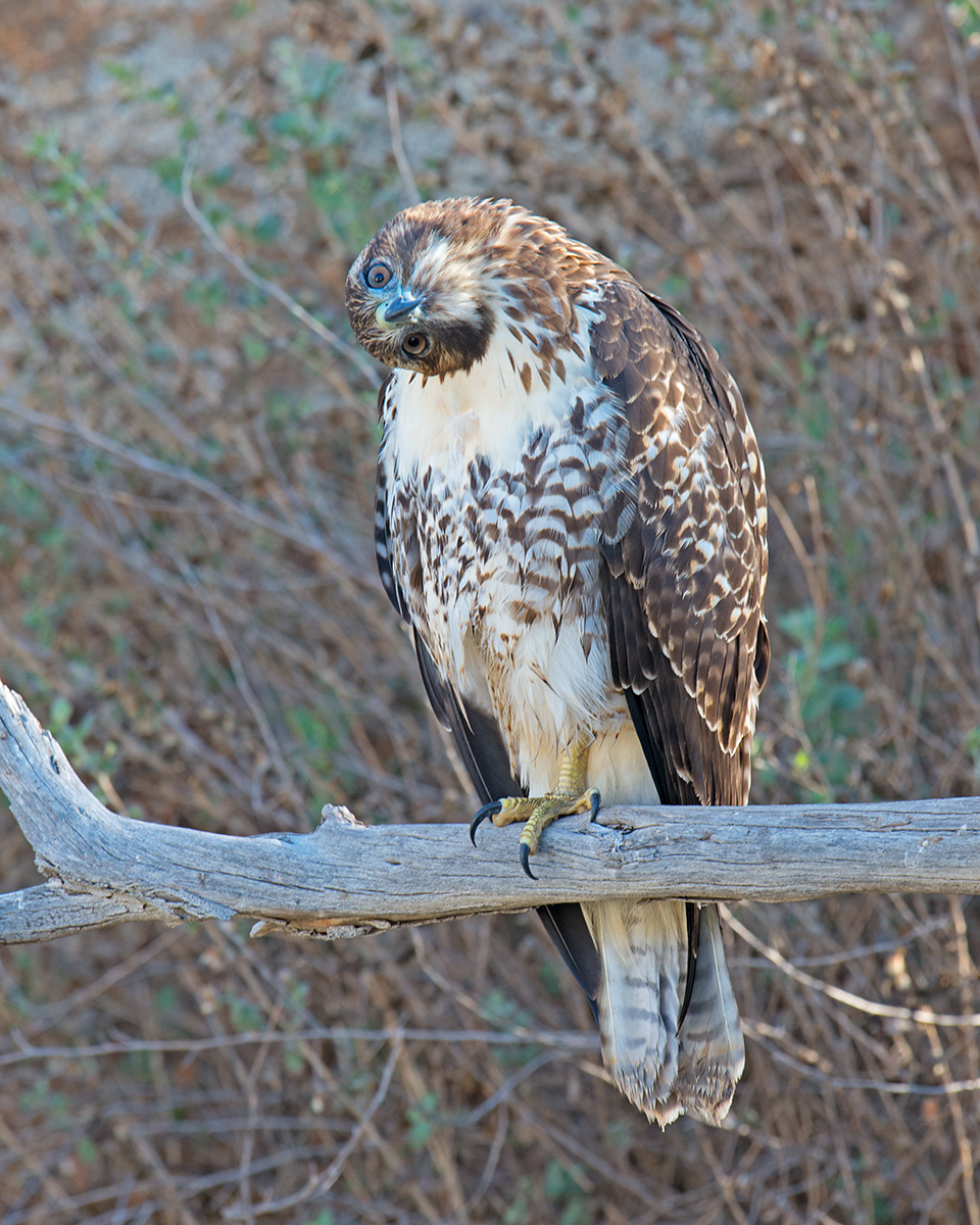 Red-tailed Hawk