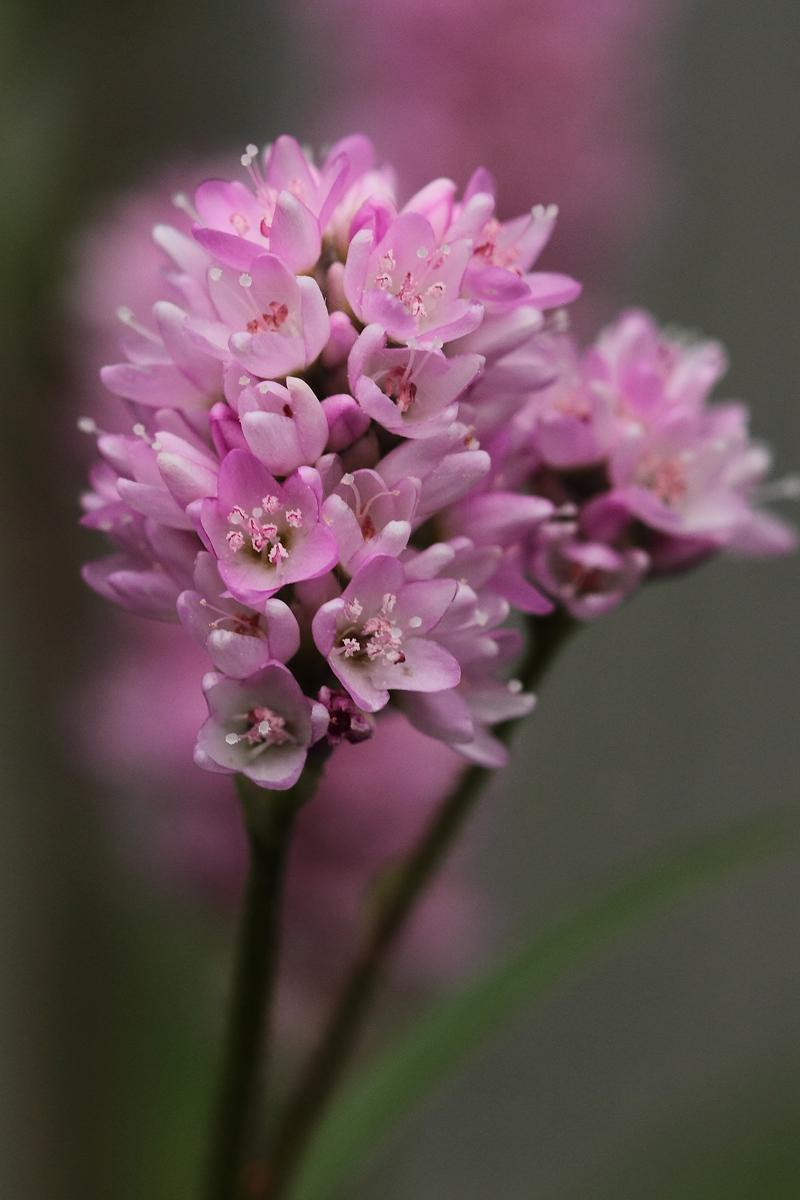 Pretty in Pink
