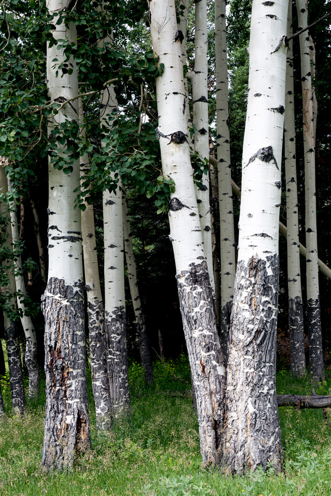 Summer Aspen