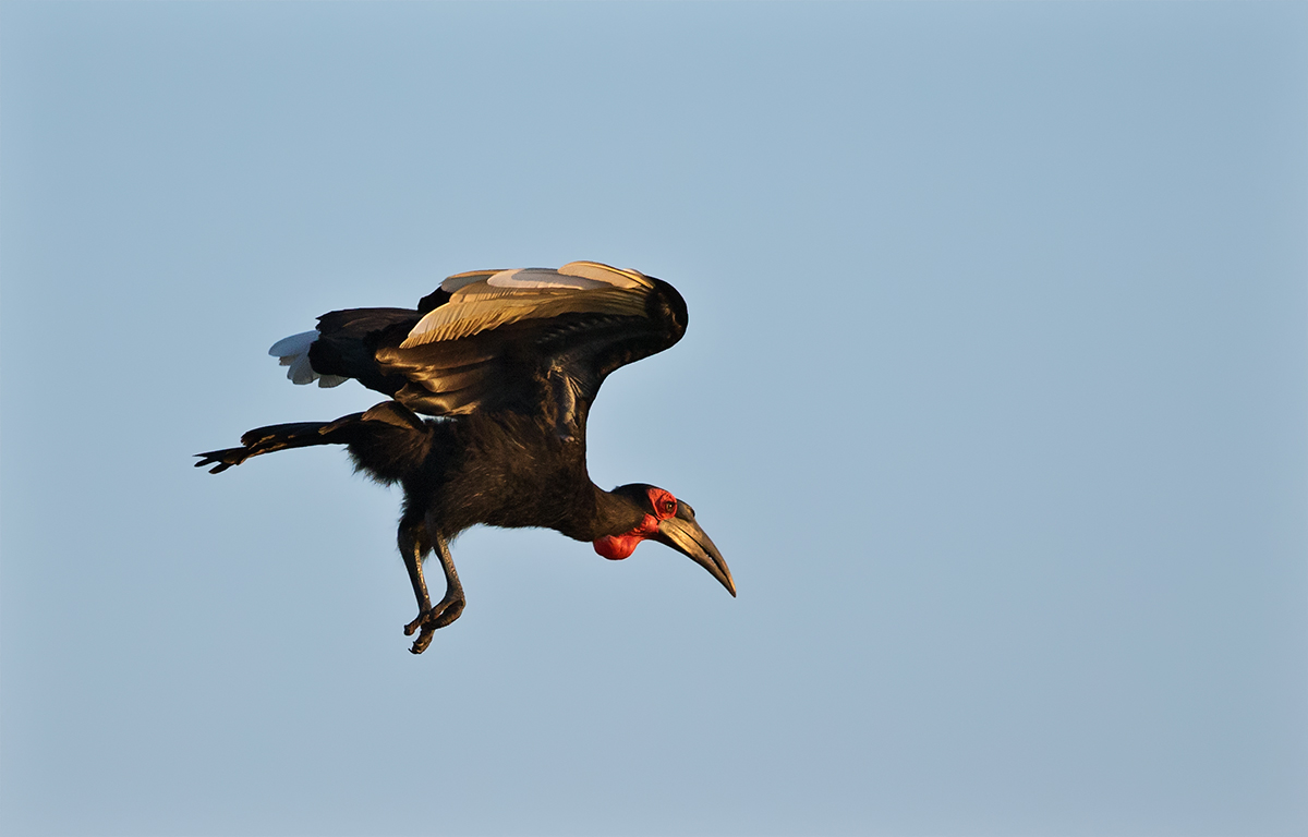 Southern Ground Hornbill