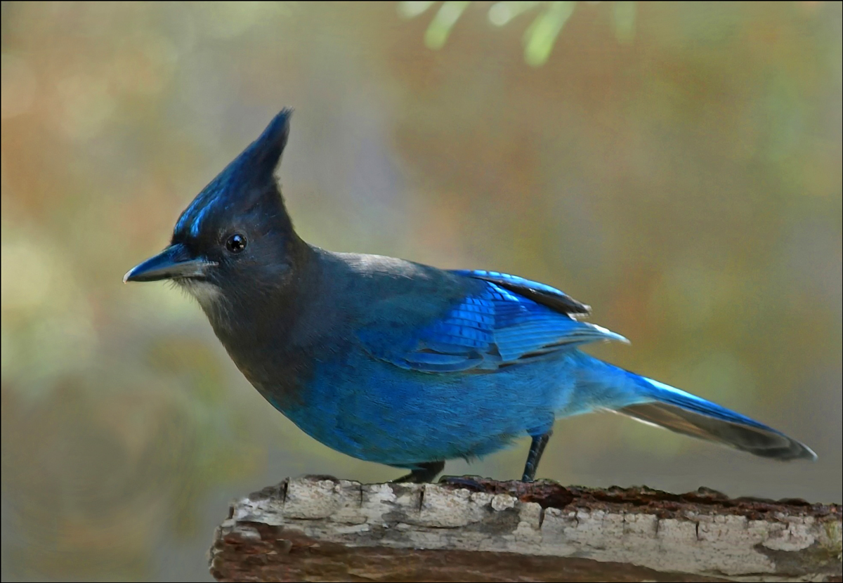 Stellar Jay