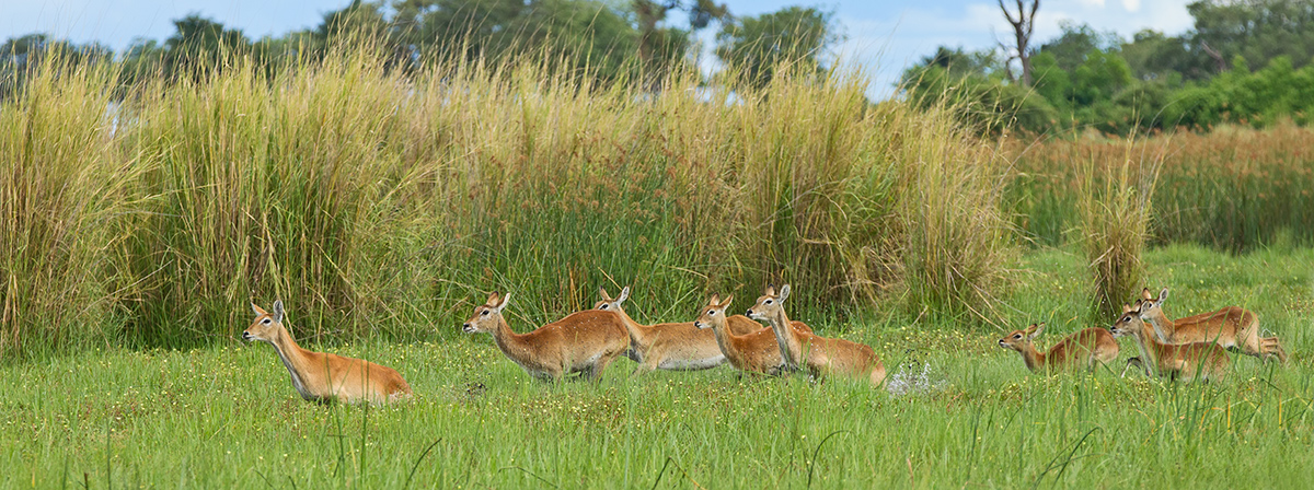 Red Lechwe