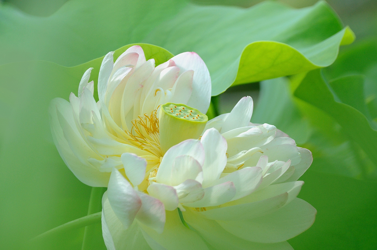 Lotus Flower #2