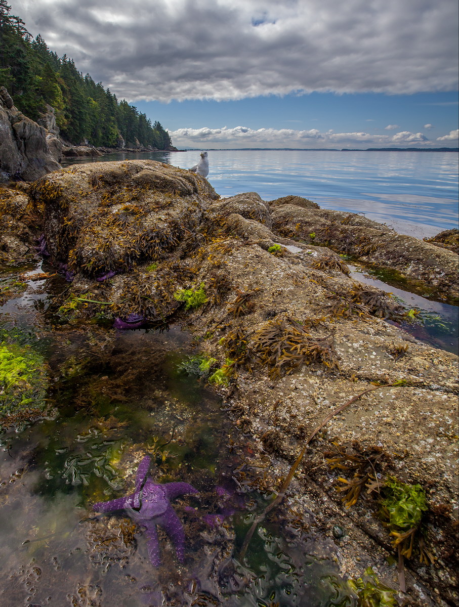 Bellingham Bay