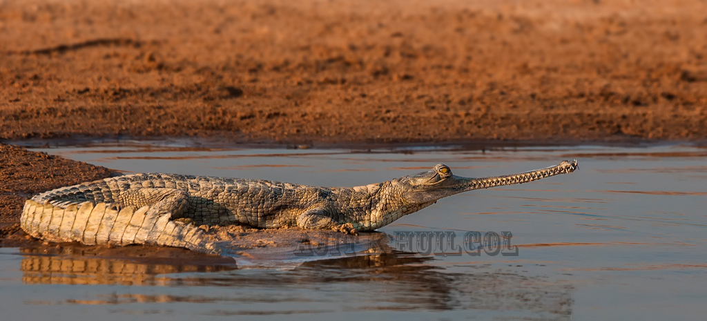 Oldest of crocs!