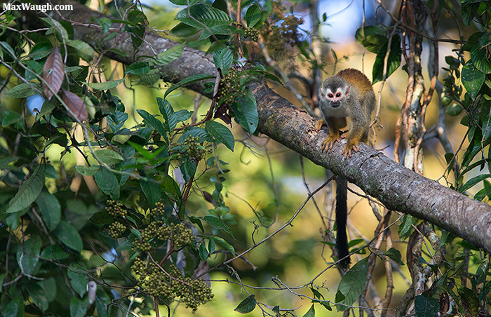 Squirrel Monkey