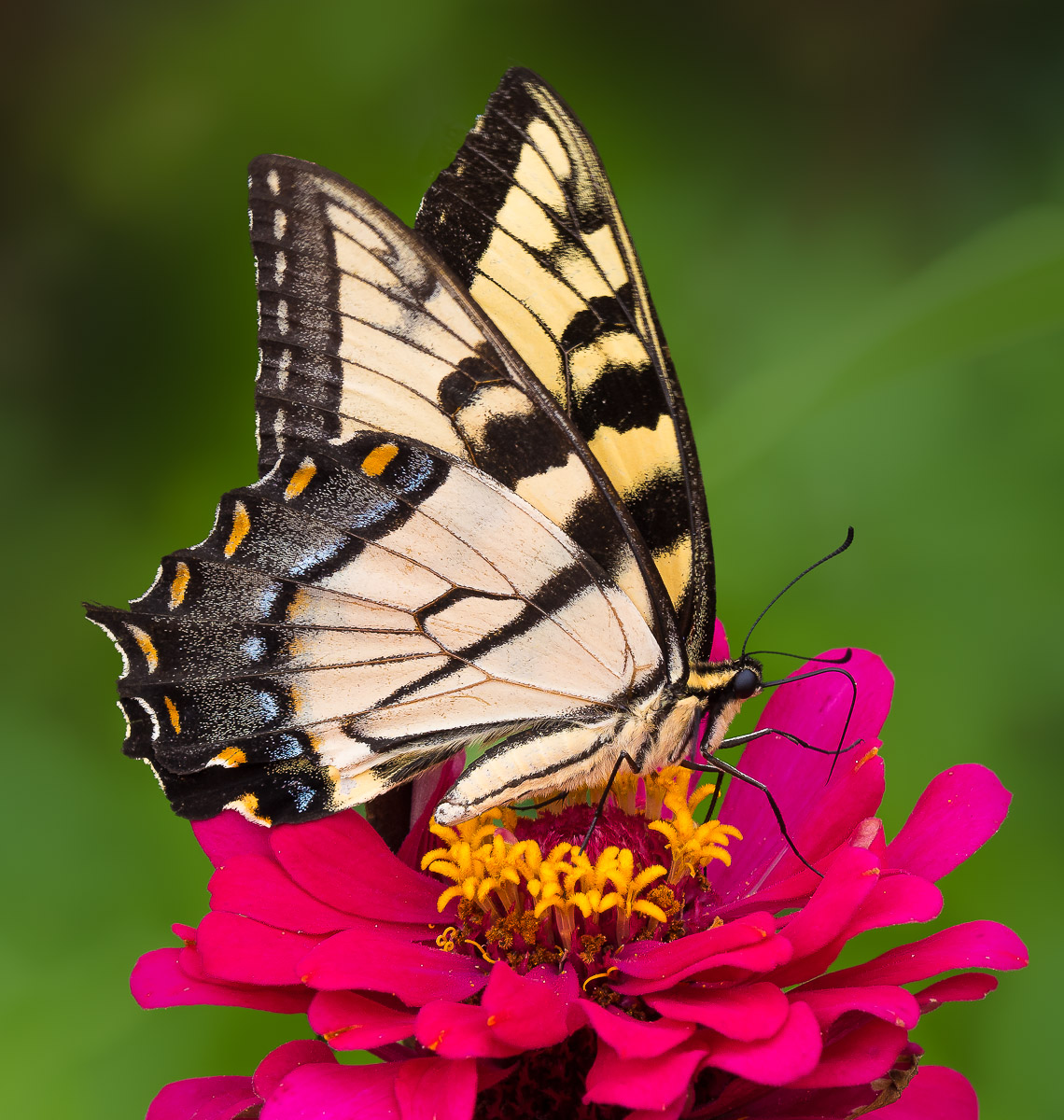 Yellow Swallowtail