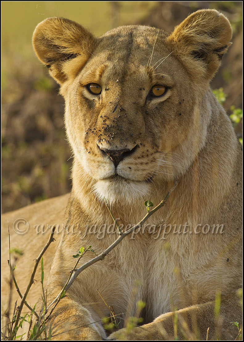 From African Savannah