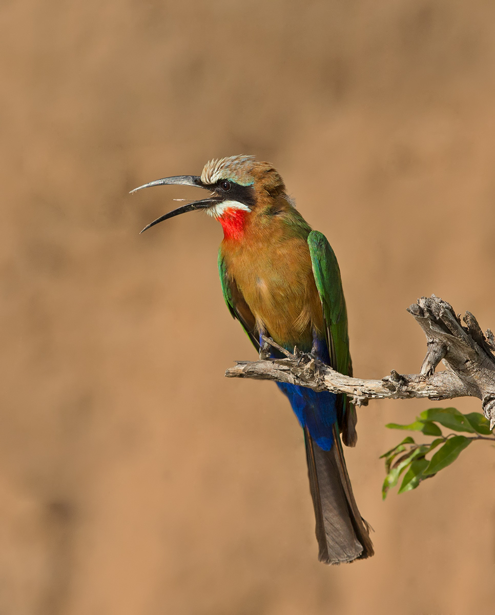 White Fronted Bee-Eater